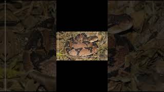 ⚠️🐍 AS 3 COBRAS MAIS VENENOSAS DO BRASIL! | CUIDADO EXTREMO!