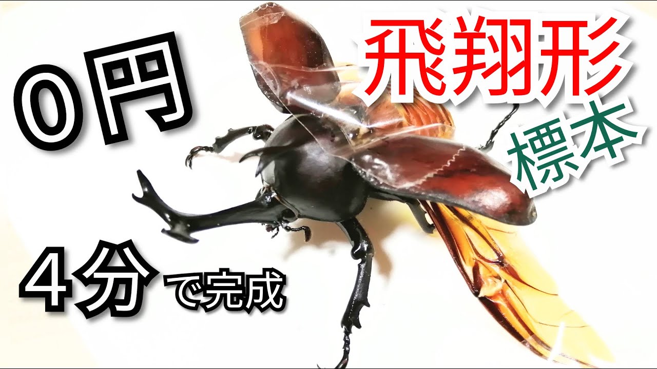 セロテープだけで かんたん標本の作り方！ （カブトムシ 飛翔形 編
