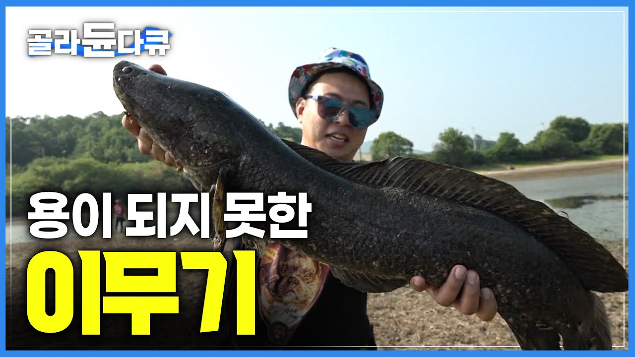 한번 물면 놓지 않는 늪지의 무법자, 민물의 제왕 거대한 괴물 가물치를 잡아라 | 민물의 무법자 가물치 | 극한의 낚시 | #골라듄다큐