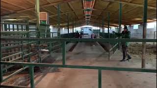 Receptoras en Valdeolivas