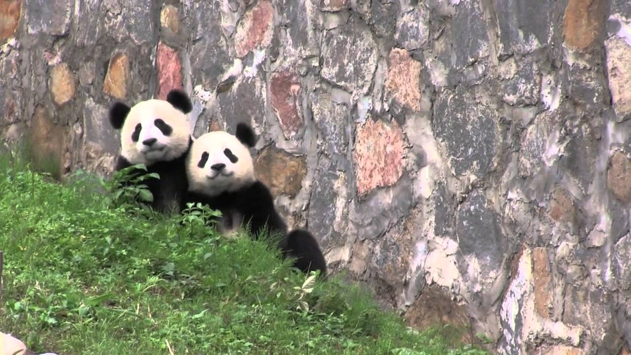 Video Tour of the CCRCGP Dujiangyan Panda Base