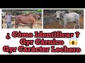 Como diferenciar un Gyr Carne con un Gyr Lechero-El Salvador en el Campo