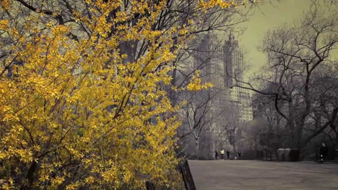 Spring in Central Park - New York City - (Ep 2) - YouTube