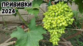 видео: Прививки винограда 2 месяца. Ламборджини, Аватар, Рататуй, Бананас, Квартет, Рембо, Богема, Басанти. картинка: Прививки винограда 2 месяца. Ламборджини, Аватар, Рататуй, Бананас, Квартет, Рембо, Богема, Басанти.