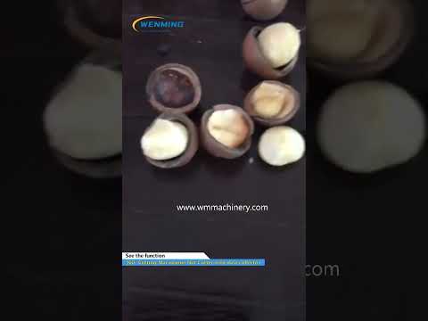 360° cutting Macadamia