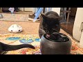 The Benefits of a Water Fountain for Cats