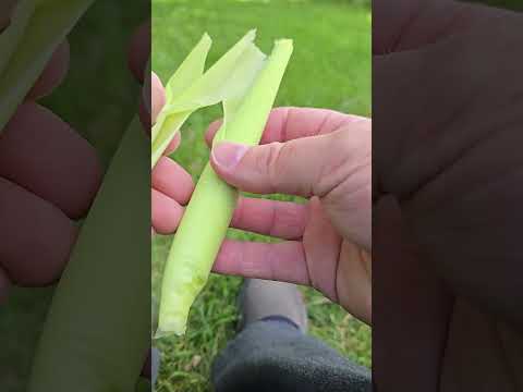 Jagung Muda Dalam Bahasa Inggris