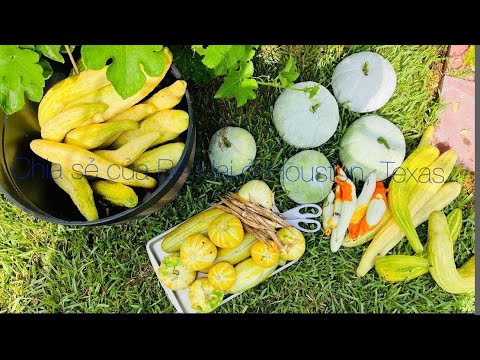 Video Bội Thu Bí Dứa, Mướp Nhật, Dưa Leo, Đậu Bắp. Rau Quế... - youtube