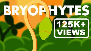 Bryophytes Class 11 | Life Cycle of Bryophytes ANIMATION | Plant Kingdom Class 11 | NEET