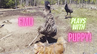 Emu Playing with a dog and it gets pretty intense