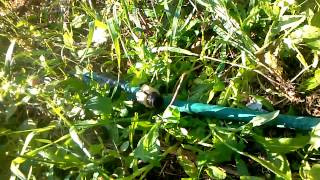 Dripline Out of Old Hose