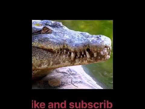 Hippopotamus can run faster than humans|Crocodile can't take out his