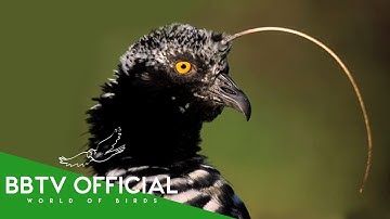 30 Strange Birds You Won
