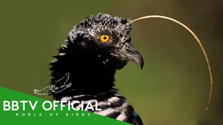 30 Strange Birds You Won't Believe Exist! | Wildlife Documentary | BBTV Official