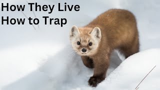 Marten Facts! How They Live & How to Trap!