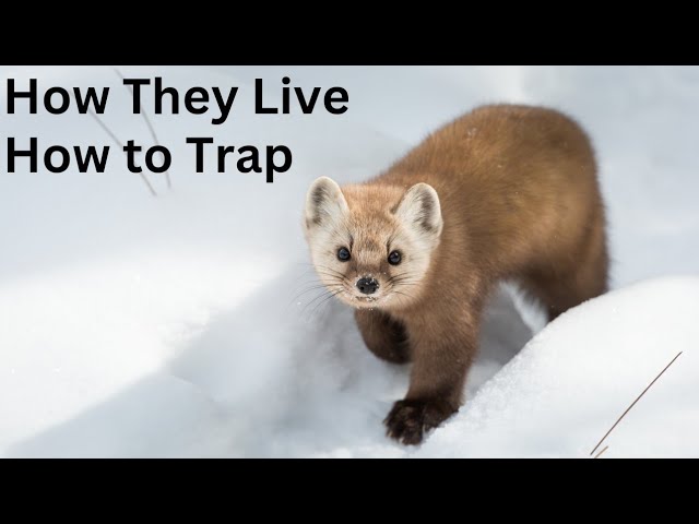 15+ Pine Marten In Colorado