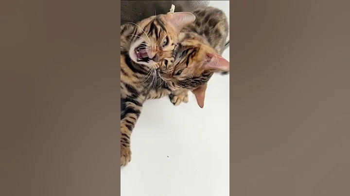 Video 10315571: bengalcat bengals cat kitten, exotic bengal kitten, bengal kitten funnycats, bengal cats playing kitten