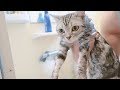 Luna Has a Bath