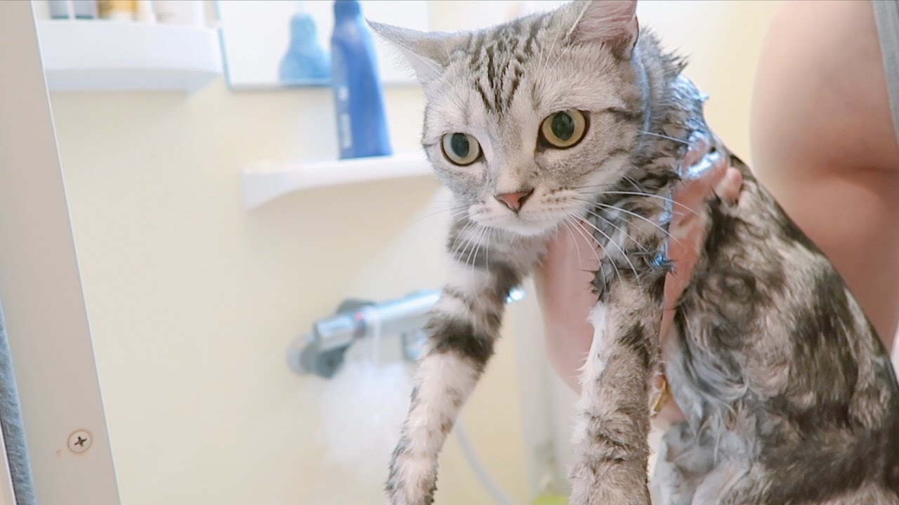 Luna Has a Bath