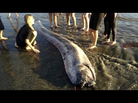 Vídeo: El Misterio De La Existencia De Una Serpiente Marina Gigante - Vista Alternativa