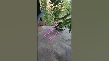 Thumbnail of Mother of Millions: The Ultimate Potted Succulent