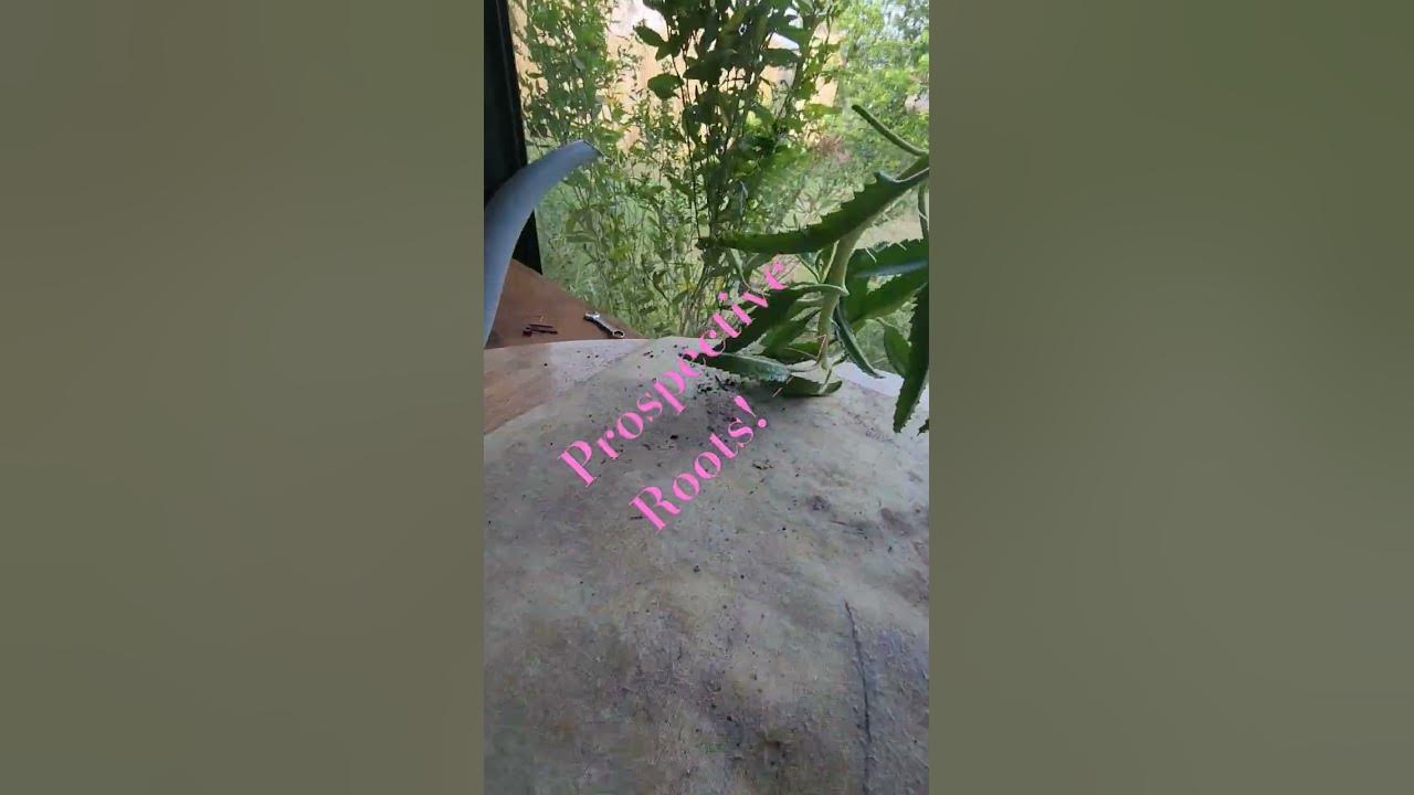 Mother of Millions: The Ultimate Potted Succulent