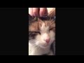 Asmr  brummie strokes cat