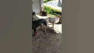 An effective way to mate a fierce female dog can be done by yourself