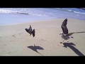 Хозяйка  пляжа. Чайки и голуби на морском берегу.