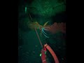 Night Spearfishing #freediving #spearfishing