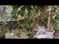 一本朴のゴムの木を枝分かれする方法