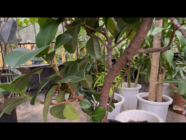 一本朴のゴムの木を枝分かれする方法 - YouTube