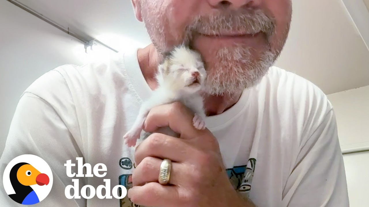 Teeny Tiny Kitten's Safe Place Is His Rescuer's Hands | The Dodo - YouTube