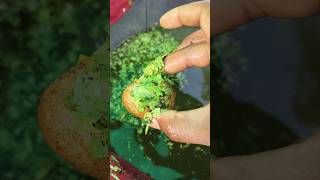 6 kg aalu ka panipuri offer 😍😀 #food #youtubeshorts #panipuri #unlimitedfood #indianfood #indian