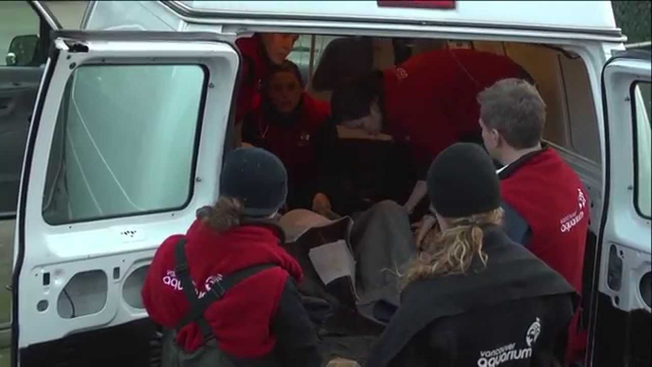 Vancouver Aquarium: Cetaceans in Our Care