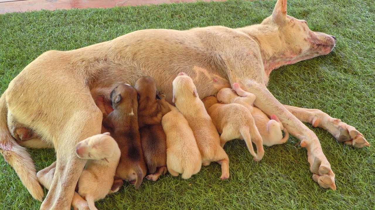Rescued Mama Dog Giving Birth to 7 Puppies - YouTube