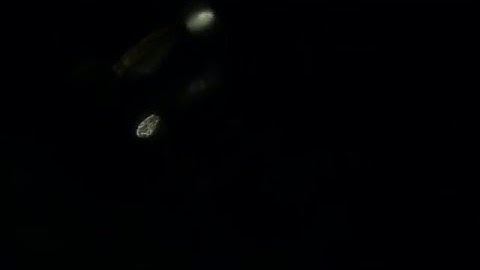 Light Leaks Lens Flares Stock Video