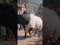 Bull Dance 🎶
