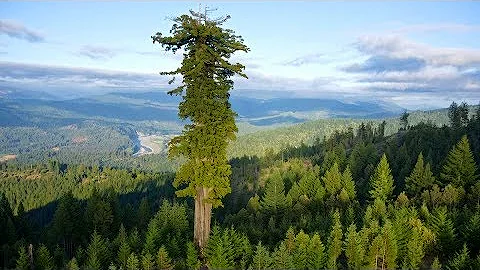 САМЫЙ БОЛЬШОЙ ЖИВОЙ ОРГАНИЗМ НА ПЛАНЕТЕ И ЕЩЁ 6 НЕВЕРОЯТНЫХ РАСТЕНИЙ