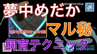 目高工房江戸仕入れ密着〜夢中めだか編その②〜