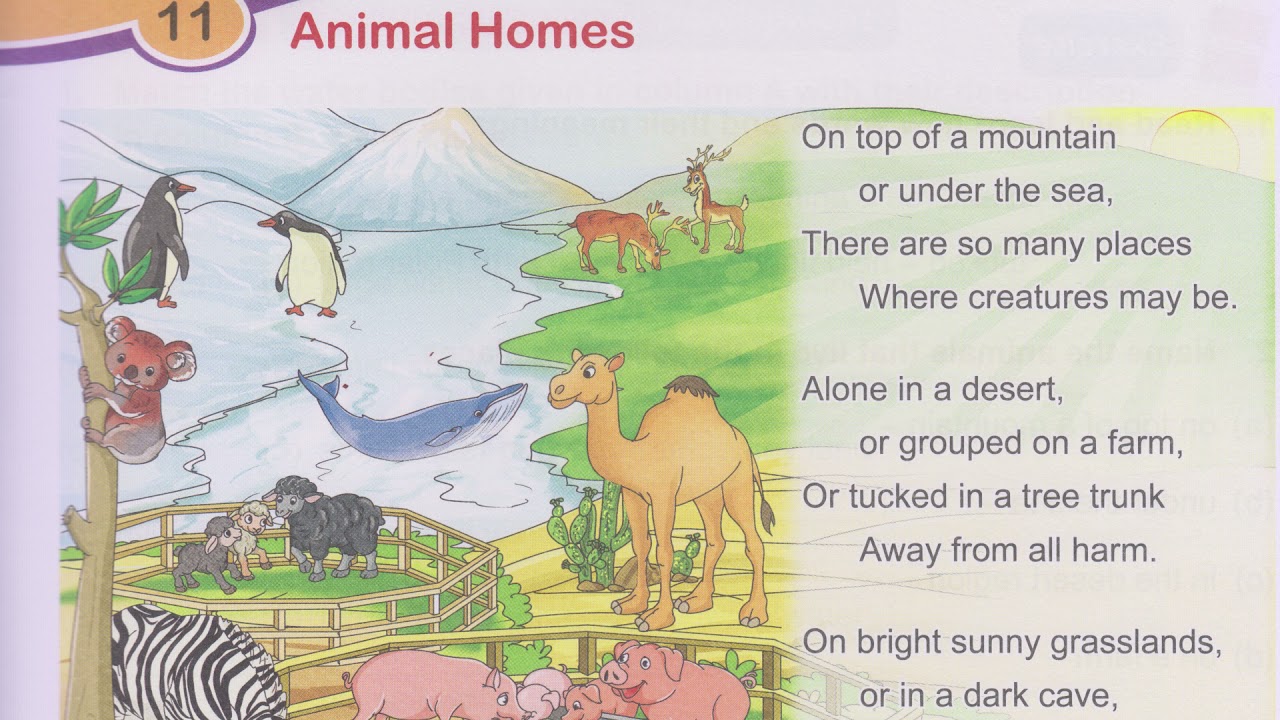 Animal Homes | 3rd Std | English | Unit 11 - YouTube