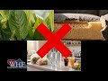 Saving Your Gut!