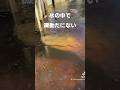 氷漬けになったワニの衝撃の生存方法