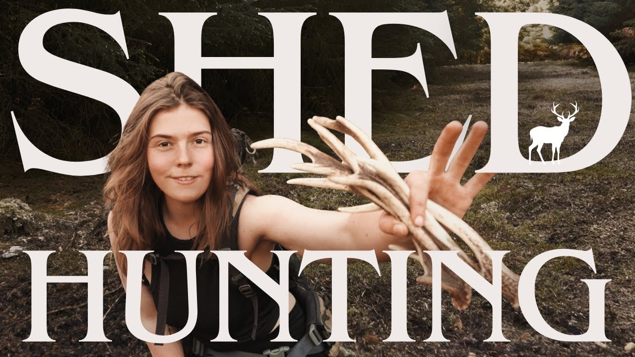 Looking for Sika Antlers | Shed Hunting in Scotland.