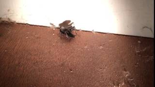 Crickets Chirping