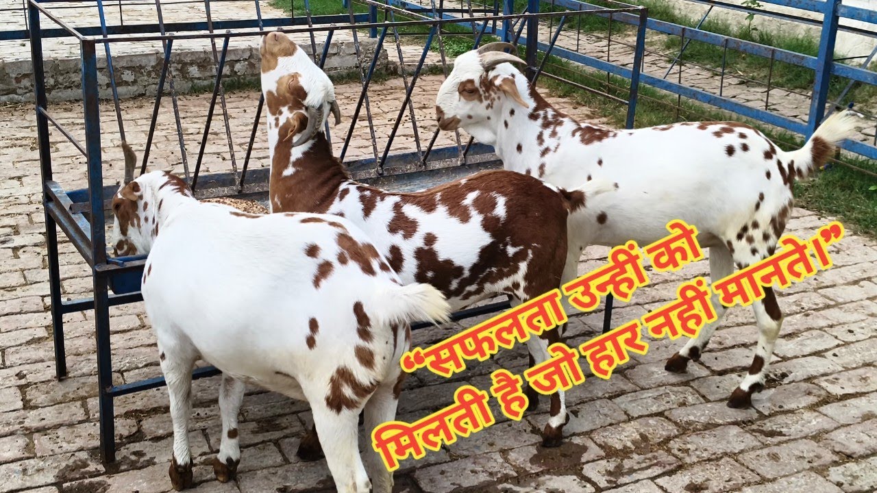 कुर्बानी के लिए खस्सी कैसे तैयार करें