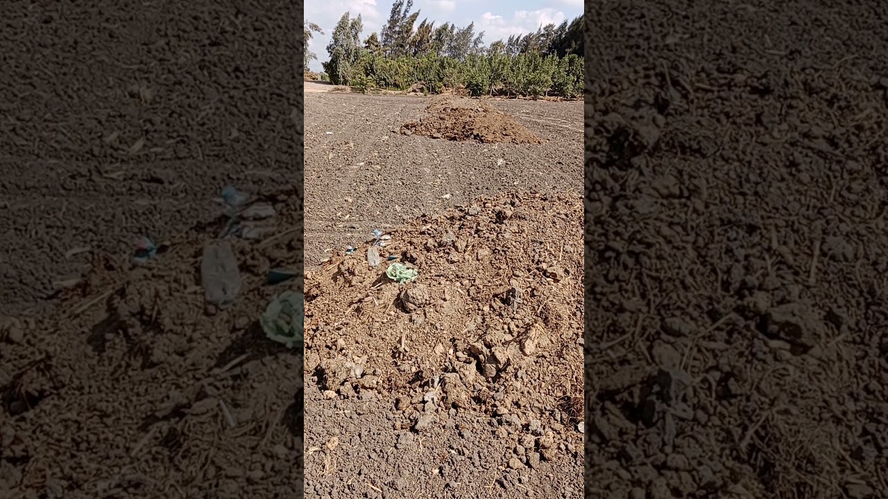 أفضل طرق إضافة السماد البلدي وأفضل عمليات خدمة وزراعة القمح