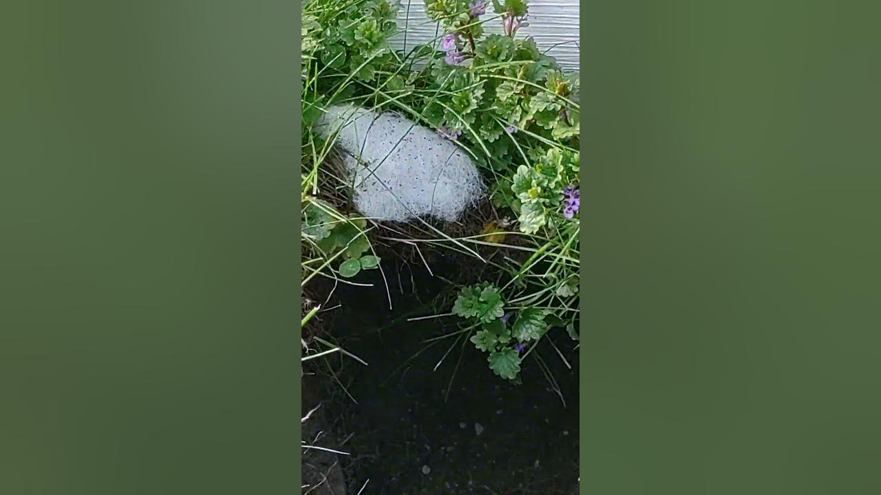 My yard is a zoo apparently, look at this guy's house! groundhog? - YouTube