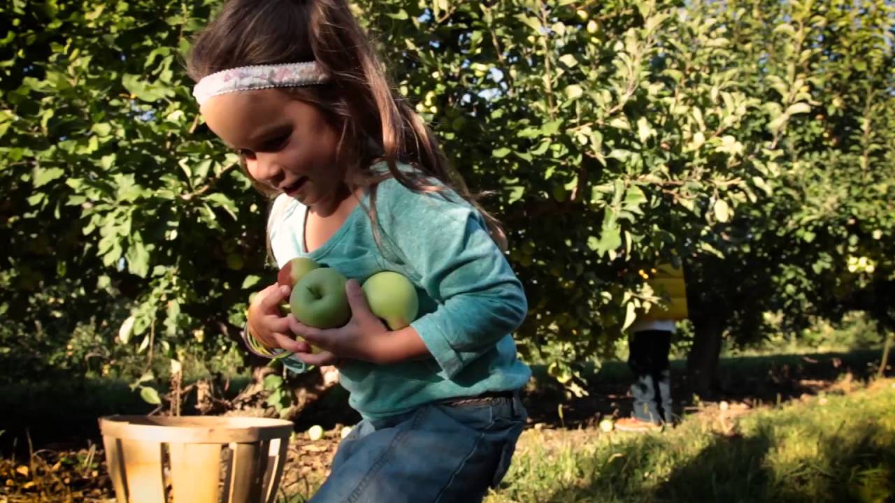 Hershey Harrisburg Apple Picking YouTube