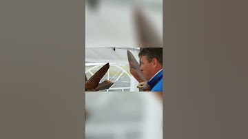 Drones at Airports  Preventing Bird Strikes with New Tech